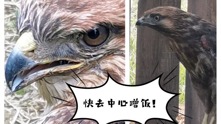 Các bạn Bubo tụ tập thành nhóm đến trung tâm xin ăn rồi!