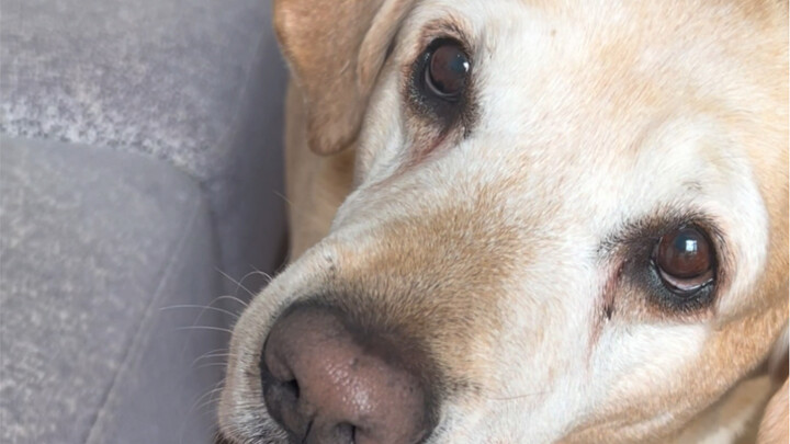 Siapa yang bisa menahan diri untuk tidak memberi makan hewan peliharaan saat makan?