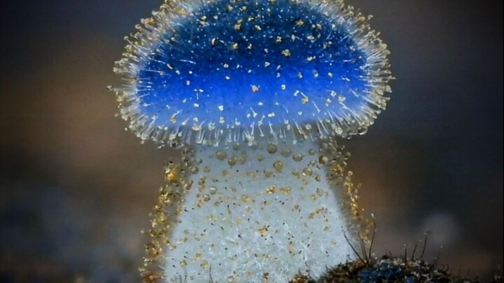This is a giant puffball mushroom, resembling a large white steamed bun. It can grow to a diameter o