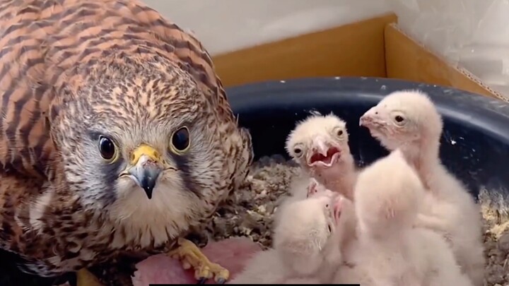 The kestrel laid eggs in a flower pot for three consecutive years, and the landlord fed it every day