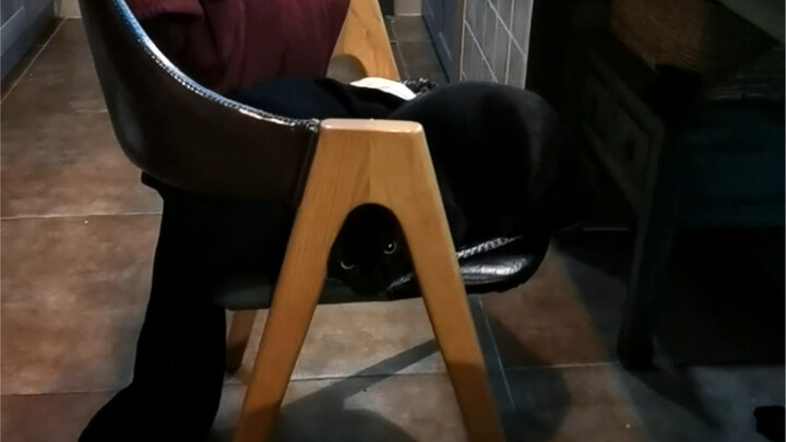 Con mèo đen này trông thật lắm chiêu lắm!