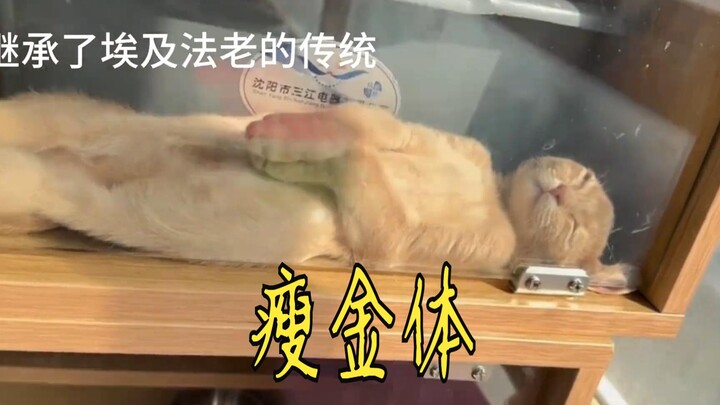 Khí chất cổ xưa tràn ngập trước mắt