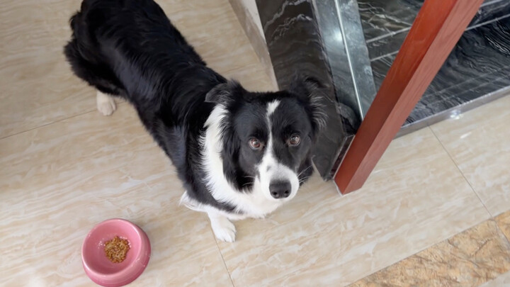 Stick the button to your body, run while shouting “Don’t chase me!”—let’s see how the dog reacts!