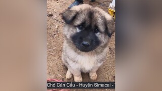 P1: Chợ Chó - Cán Cấu - Huyện Simacai - Tỉnh lào Cai nhamtuattv nhamtuat nttv chó chó_cưng thúcưng chợchó