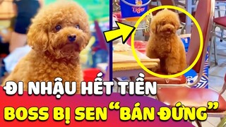 Đi nhậu cùng Sen, chú Chó Poodle nhận CÁI KẾT ĐẮNG NGẮT khi bị con Sen BÁN ĐỨNG để trừ nợ 😂 Gâu Đần