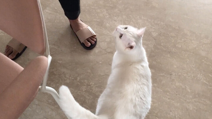 [Satwa] [Cat Person] Duo kucing Papi Jiang: Cerdik dalam mencari makanan