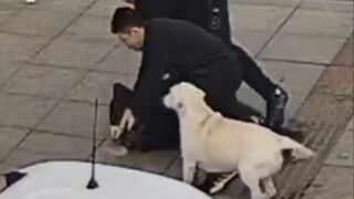 فريق المهام الجرئي~ لابرادور المخبر