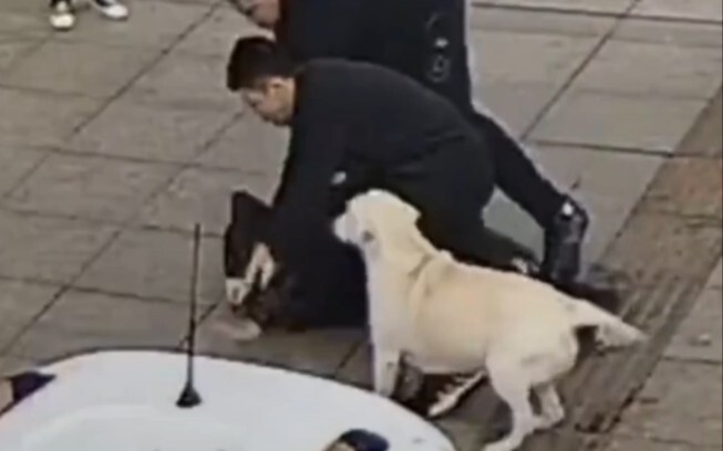 Paw Patrol: The Informant Labrador