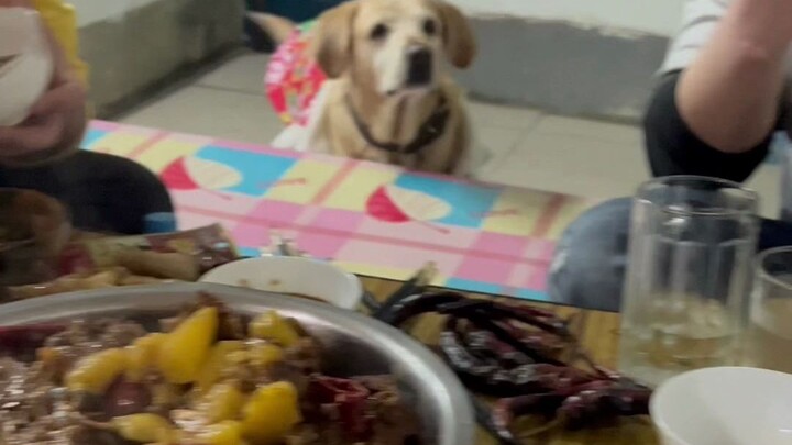 Con ngỗng này trông là biết đang ốm rồi~