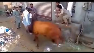 Bakra Eid failure 2023 #short