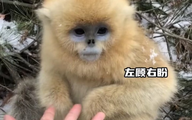 No wonder the Bodhi Patriarch favors Sun Wukong #GoldenSnubNosedMonkey