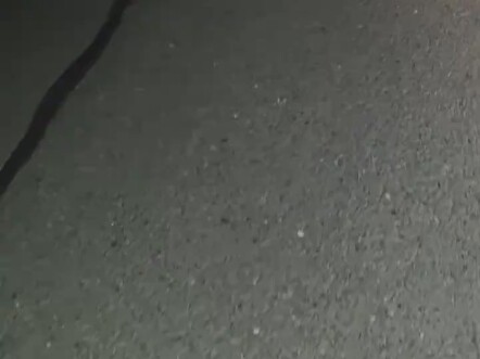 大猫叼小猫过马路放在路中间，我以为是个蛤蟆开车跨过去，不放心怕没跨好是不是被我压死了调头回去看，还趴在那，小东西脾气还大