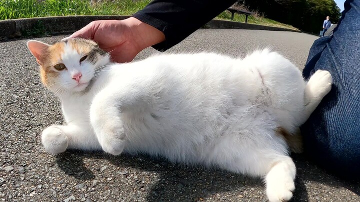 A cute calico cat stands up, trying to be petted.