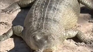Gharial yang super abstrak!