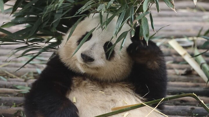 Huahua eats while checking whether her little flower buds are securely attached.