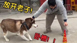 带边牧放烟花，带二哈放烟花，胆量差距一目了然！