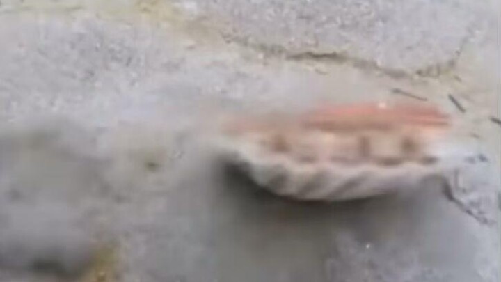 นี่คือวิธีที่หอยเชลล์ว่ายน้ำ