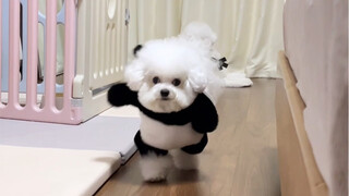 Anjing kecil～ kemarilah～