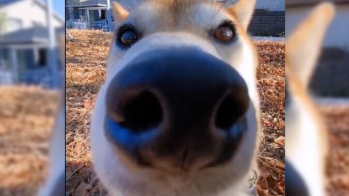 "You stole the master's phone to play with?"