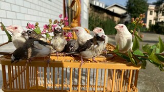 The masked bird brother's hand was injured. Now I can finally get the bird back, hahahaha