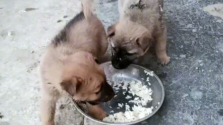 “If you lose, you’ll be eating over by the butt from now on.”