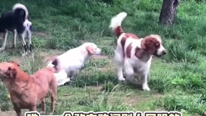 社恐内向的狗狗聚在一起能有多搞笑？简直是在演我