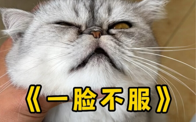 The little kitten pretended to have a sore leg in front of its owner just to get some tasty food!