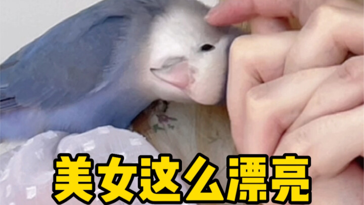 Kecerdasan burung beo setara anak berusia 7 tahun? Saat sang majikan cantik berubah menjadi pria tam