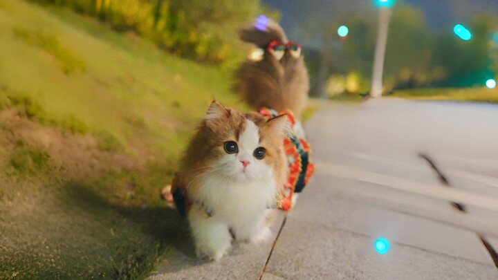 Once the tomcat demon wakes up, there’s no place for the she-cat!