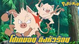 Pokemon Profile แมนคี & โอโคริซารุ โปเกมอนลิงหัวร้อน แห่งโลกของโปเกมอน (Chassis Pokemon)