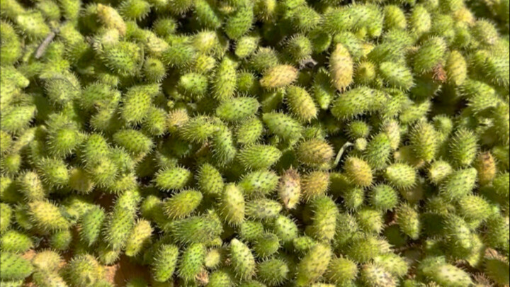 Old-timers say burdock oil helps with rhinitis—guess I’ll give it a shot!