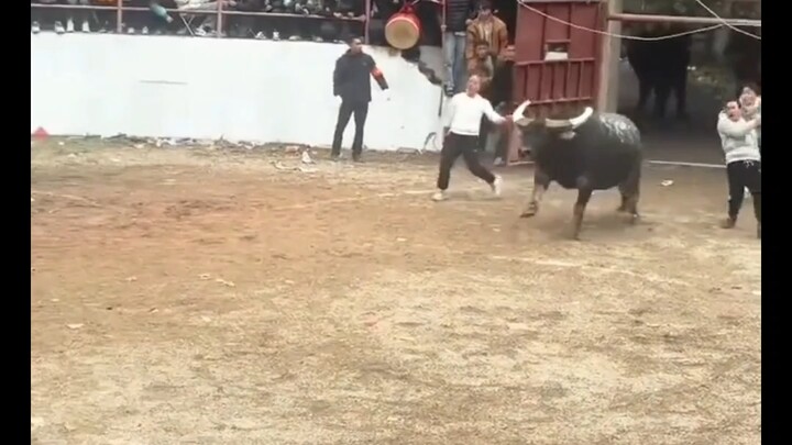 Tidak heran kalau dia adalah Raja Sapi