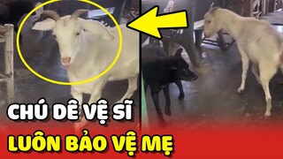 DUYÊN PHẬN khiến chú Dê trở thành VỆ SĨ của cô gái xinh đẹp 🥰 | Yêu Lu