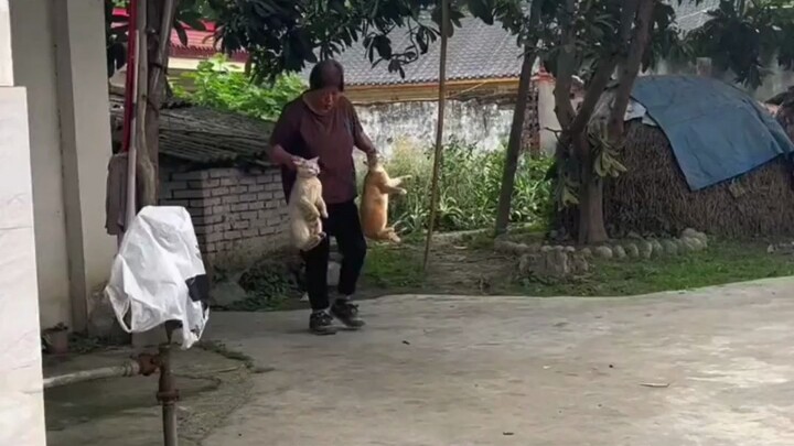 แม่แมวหลังคลอดตามแมวนักเล่นออกไปข้างนอก สามวันผ่านไปยังไม่กลับ ลูกแมวหิวจนร้องไห้โฮ เจ้าของจึงจับมัน