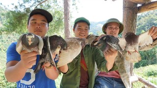 CHIM BỒ CÂU NHỒI ỚT