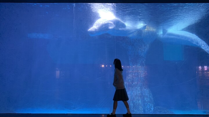 The secret to taking photos at the aquarium by yourself is…