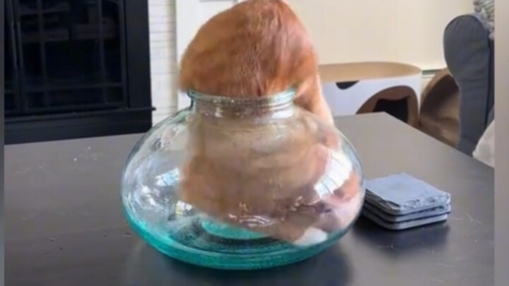 拒绝动物表演，除非动物自己想表演