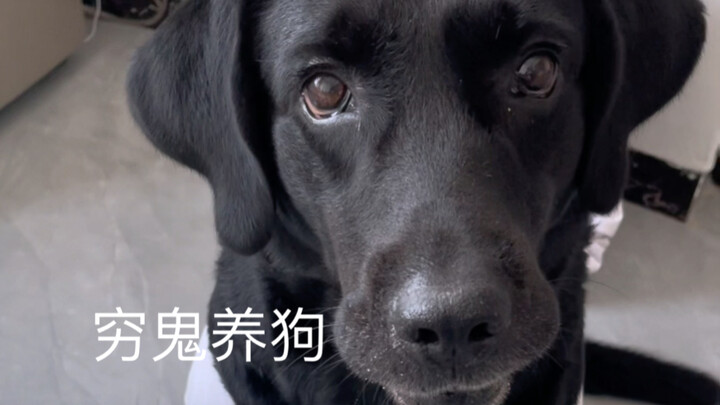 عندما يربي الفقير كلبًا، فهذا يعني توفير المال!