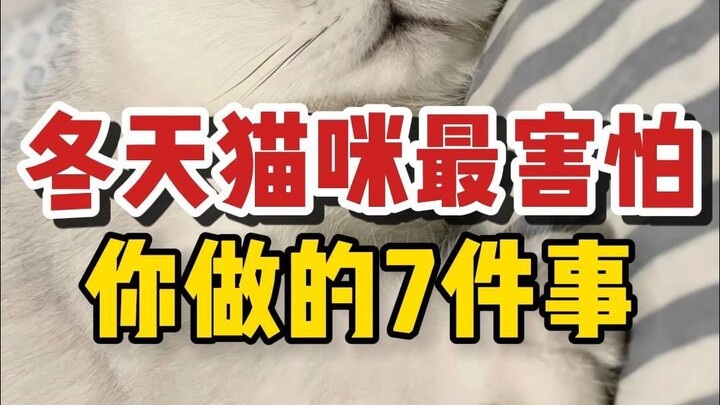 Một vài điều mà mèo sợ nhất khi bạn làm vào mùa đông