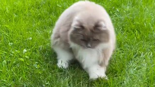 Tôi không ăn thịt những con chuột tôi bắt được, tôi chỉ nuôi chúng cho vui thôi.