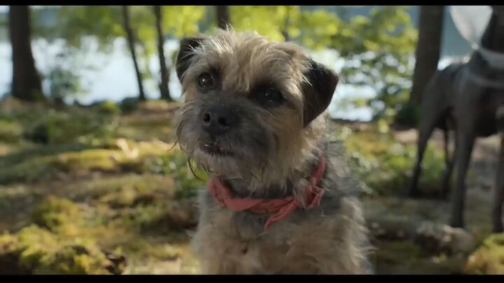 Strays Watch full movie : Link In Description