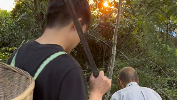 Grandpa says that he used to be a real pro at gathering chestnuts in the mountains—until Grandma cam