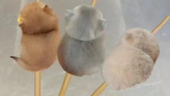 Apakah seluruh dunia akan jatuh cinta pada kucing kecil malaikat yang imut dan menggemaskan?