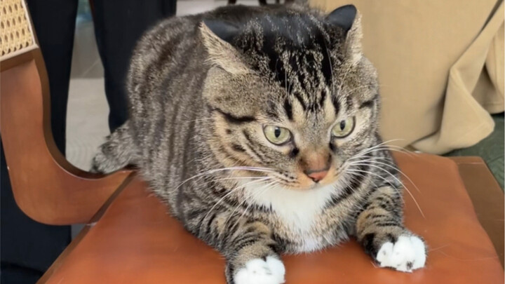 «دحر الأخطار الثلاثة مع جوان باو»