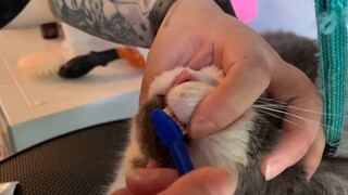 Why do kittens take a bath?