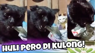 FUNNY VIDEOS PINOY KALOKOHAN [AYAW BITAWAN NG PUSA UNG ULAM NILA!] REACTION VIDEO #205