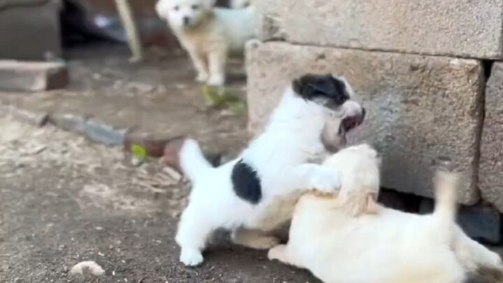 Belum pernah lihat anak anjing manis berkelahi, kan?