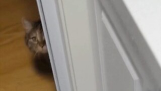 猫猫暗中守护厨房，只因一个不为人知的梦想