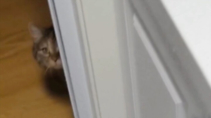 القطة تحرس المطبخ سرًا فقط بسبب حلم لا يعرفه أحد