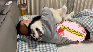 Husky tries to get off from drunk owner's clingy cuddle
